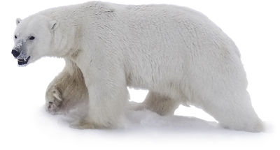 polar bear walking png image